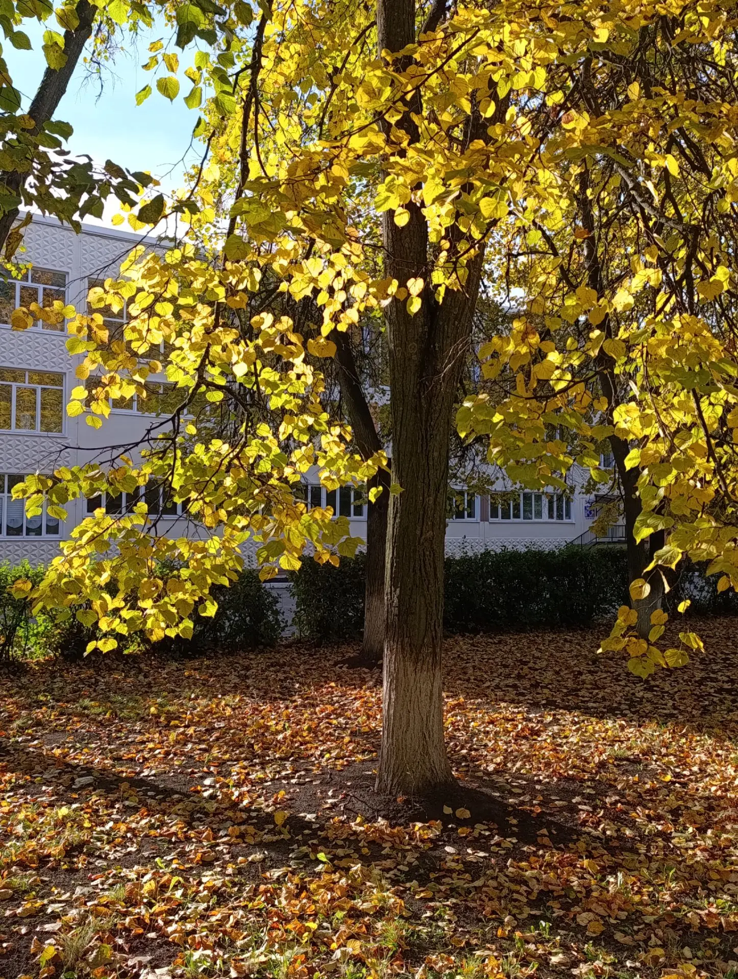осень в городе 🍁🍂