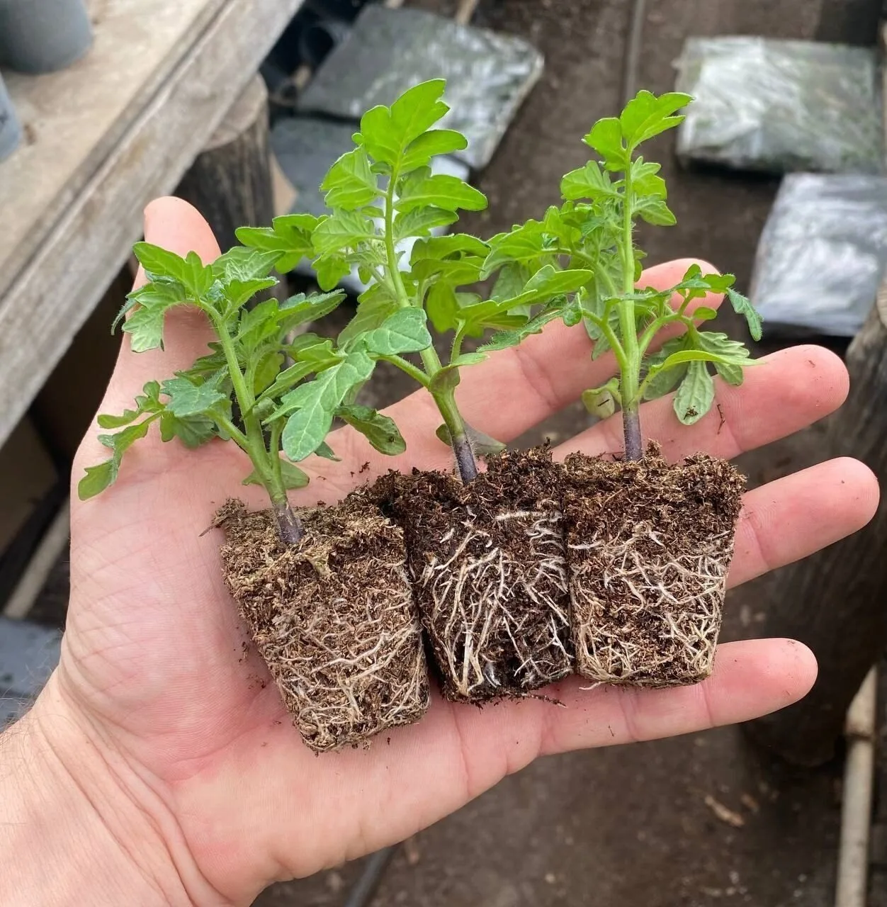 Схема подкормок маленькой рассады томатов.🍅