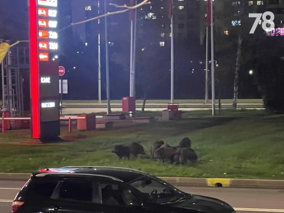 Диких кабанов заметили во дворах и на дорогах Приморского района