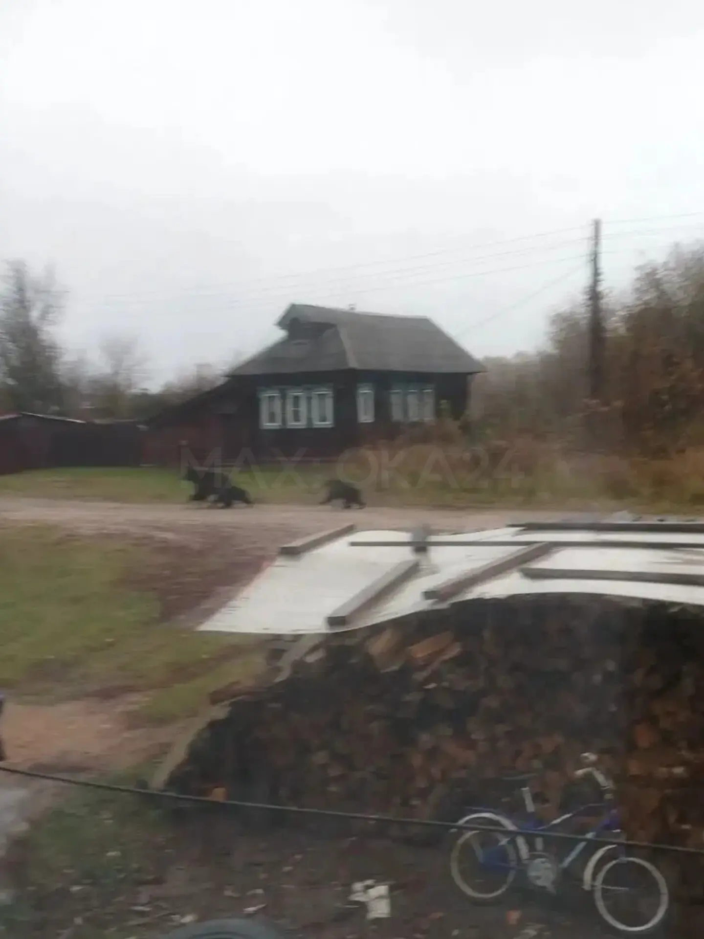 Медведица с потомством вышла к селу Великовское в Лысковском округе Нижегородской области