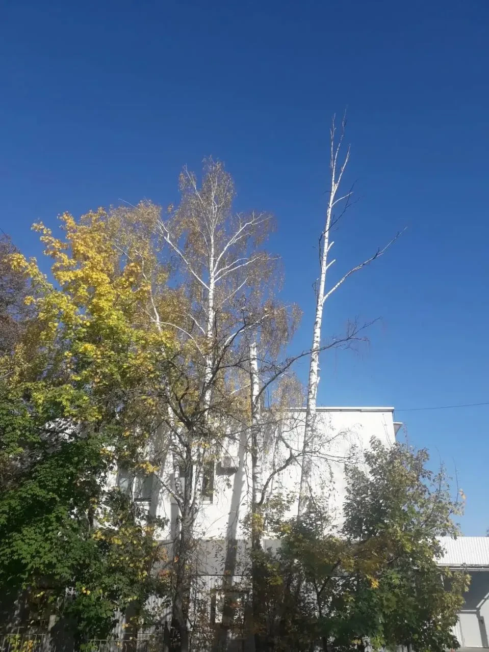 Опасные деревья у магазина на Октябрьской
