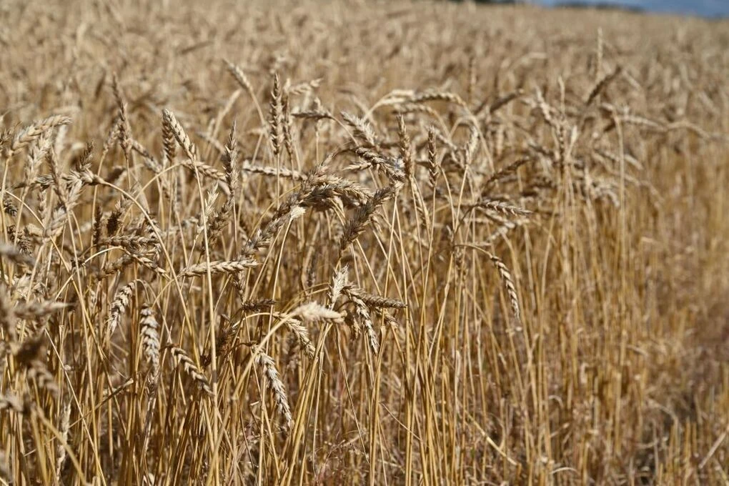 🌾 Зерно из Челябинской области едет в 10 регионов