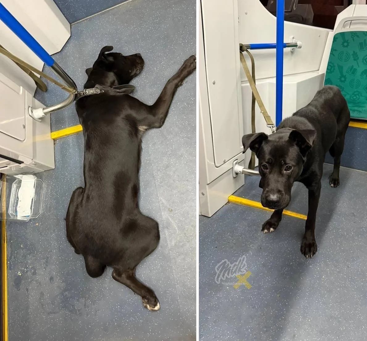 🐕 В Челябинске пьяный мужик оставил собаку в трамвае и ушёл