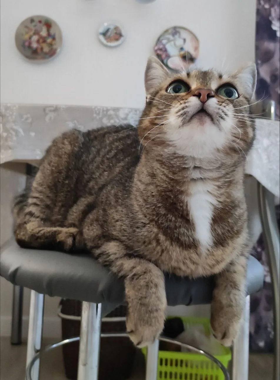 Кошка Маруська.