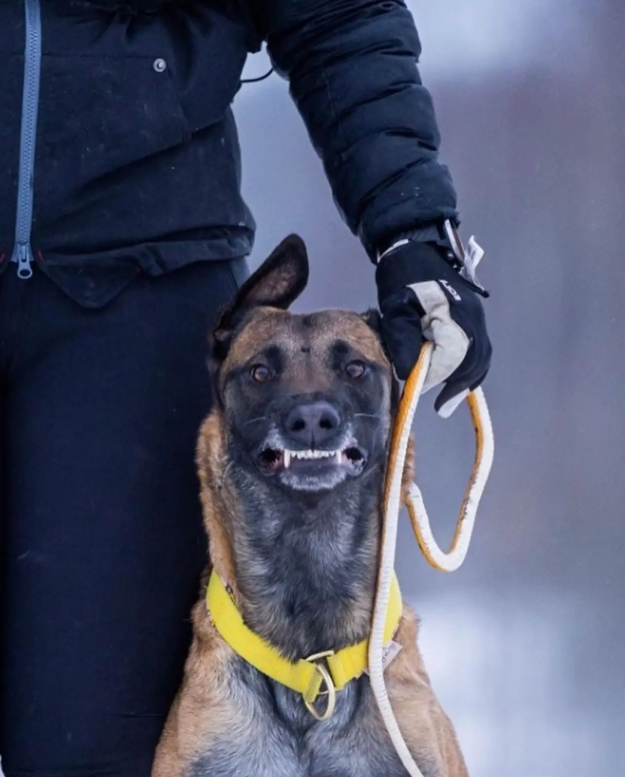⚡ ⚡️breedsinfo ⚡️dogmem