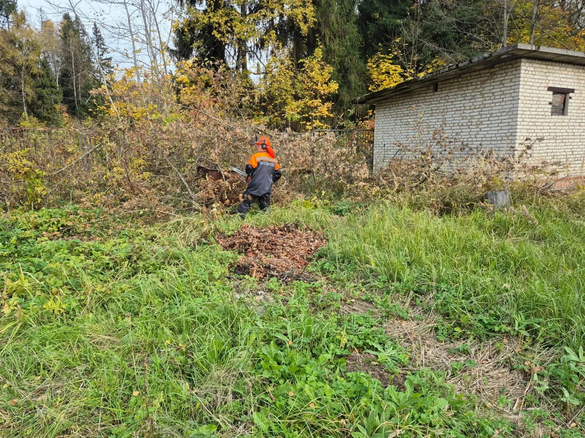 🌲 Лесничие помогли убрать деревья, упавшие на территорию детского сада 🌳