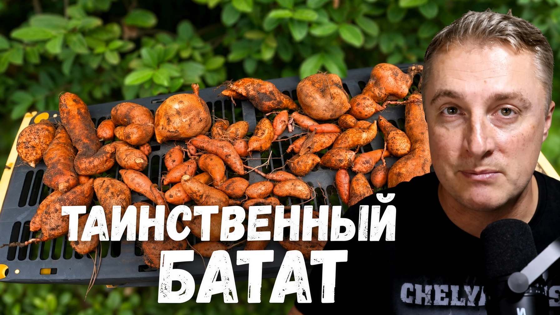 Воскресное - вырос флоридский картофан. Неожиданный урожай.