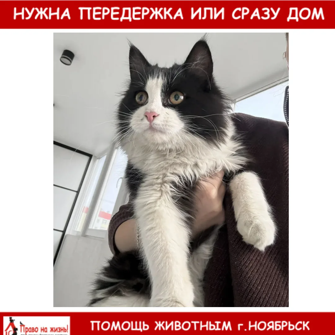 Подброшен молоденький котейка Высоцкого 38а. Срочно нужна передержка или добрые ручки 8...