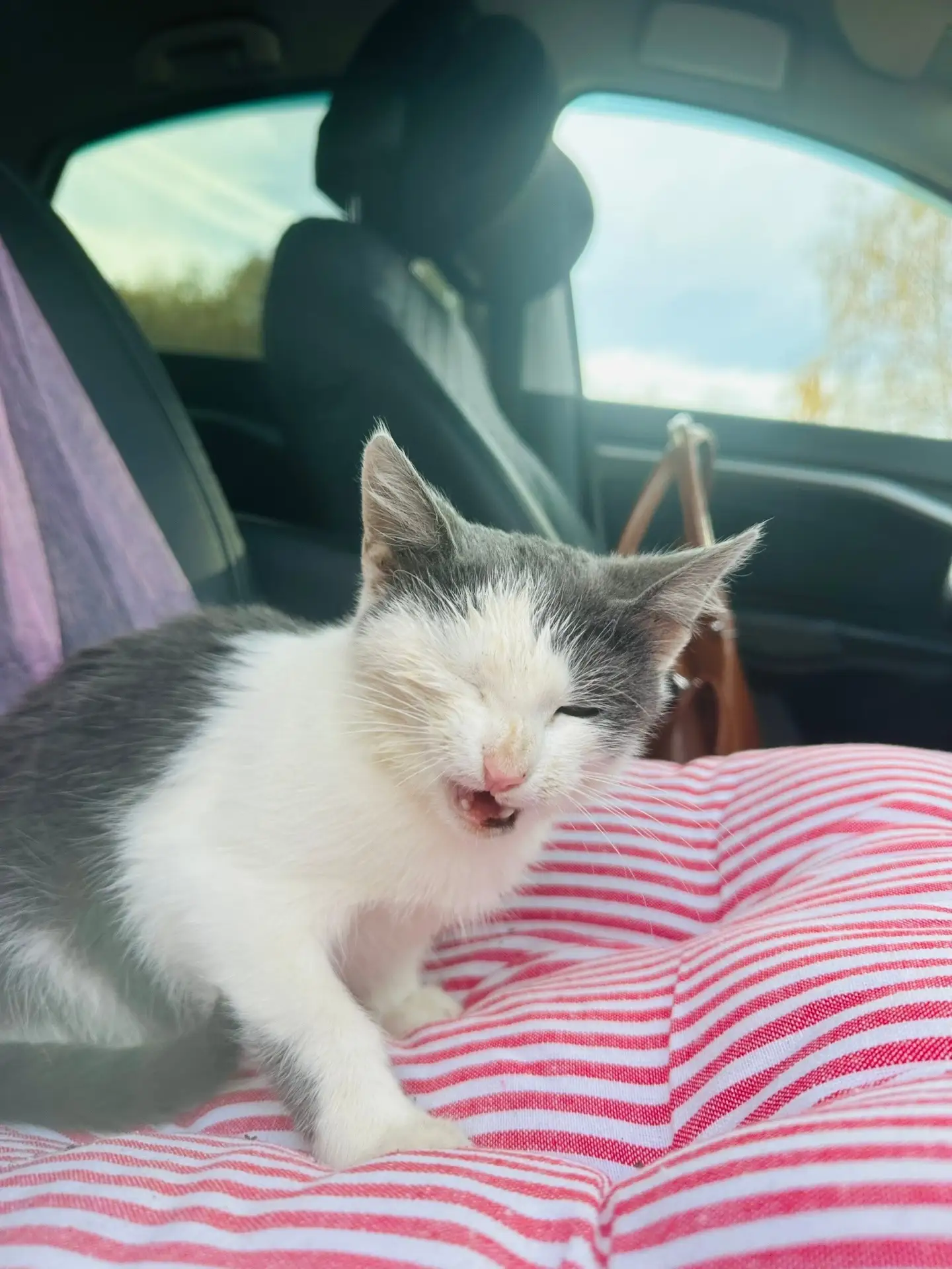 Котик с фермы номер 2