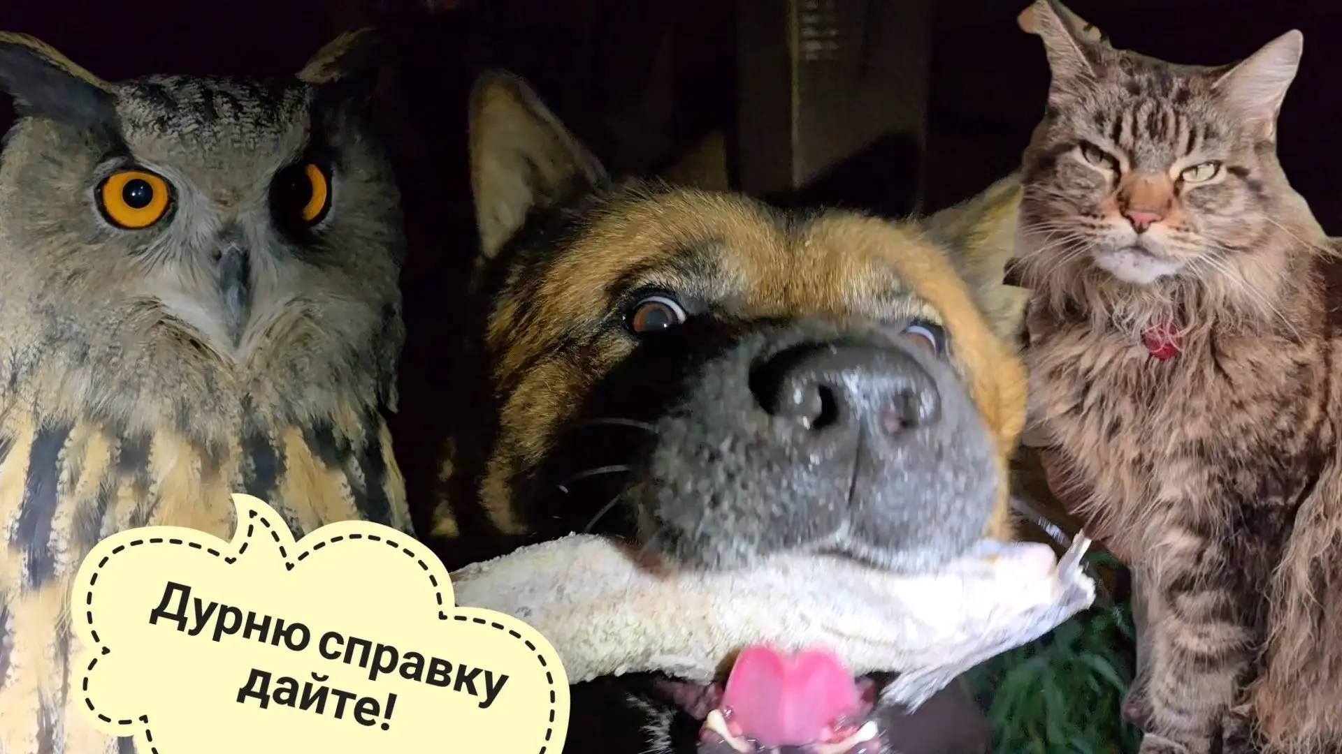 Ёжики ещё не спят и вы не спите! Дикая неясность охотится. Деловая Кошка Морошка. Совин...