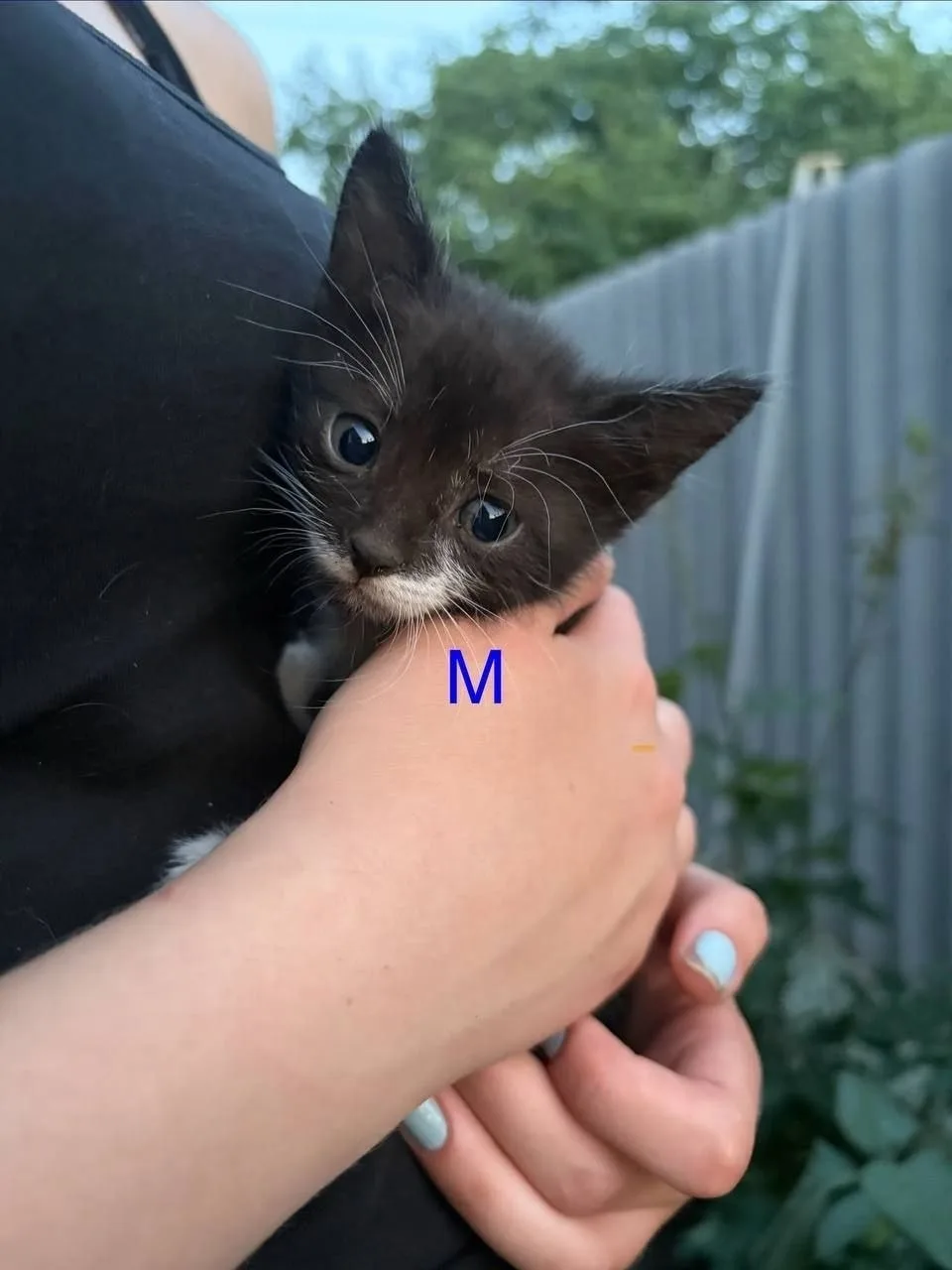 Отдам котят, 4 месяца, Алчевск