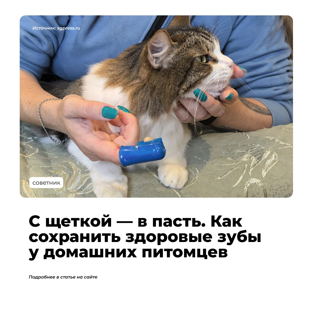 Когда человек заводит кошку или собаку, он часто задается вопросом: нужно ли чистить пи...