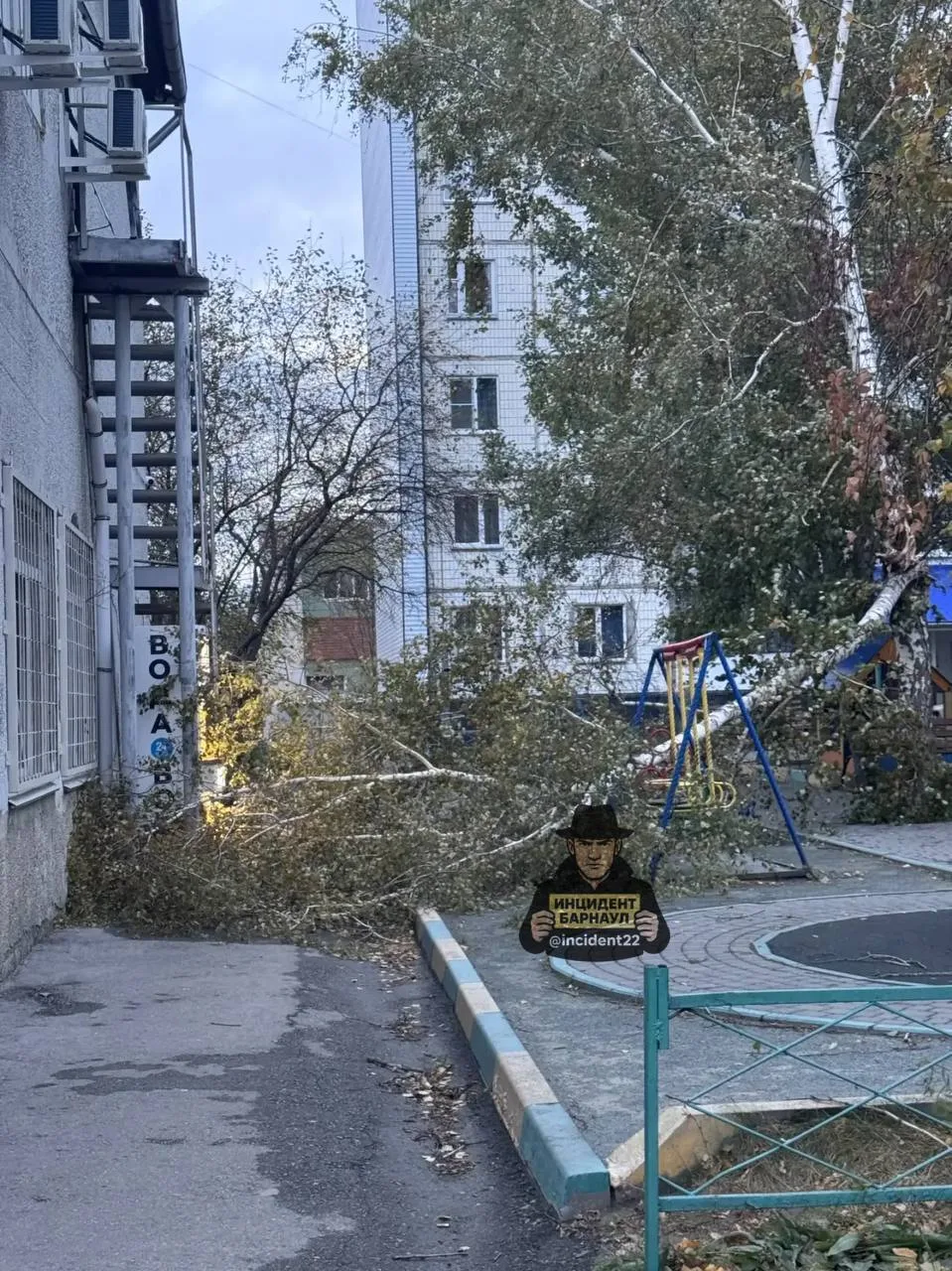 На Балтийской 38 упало дерево.