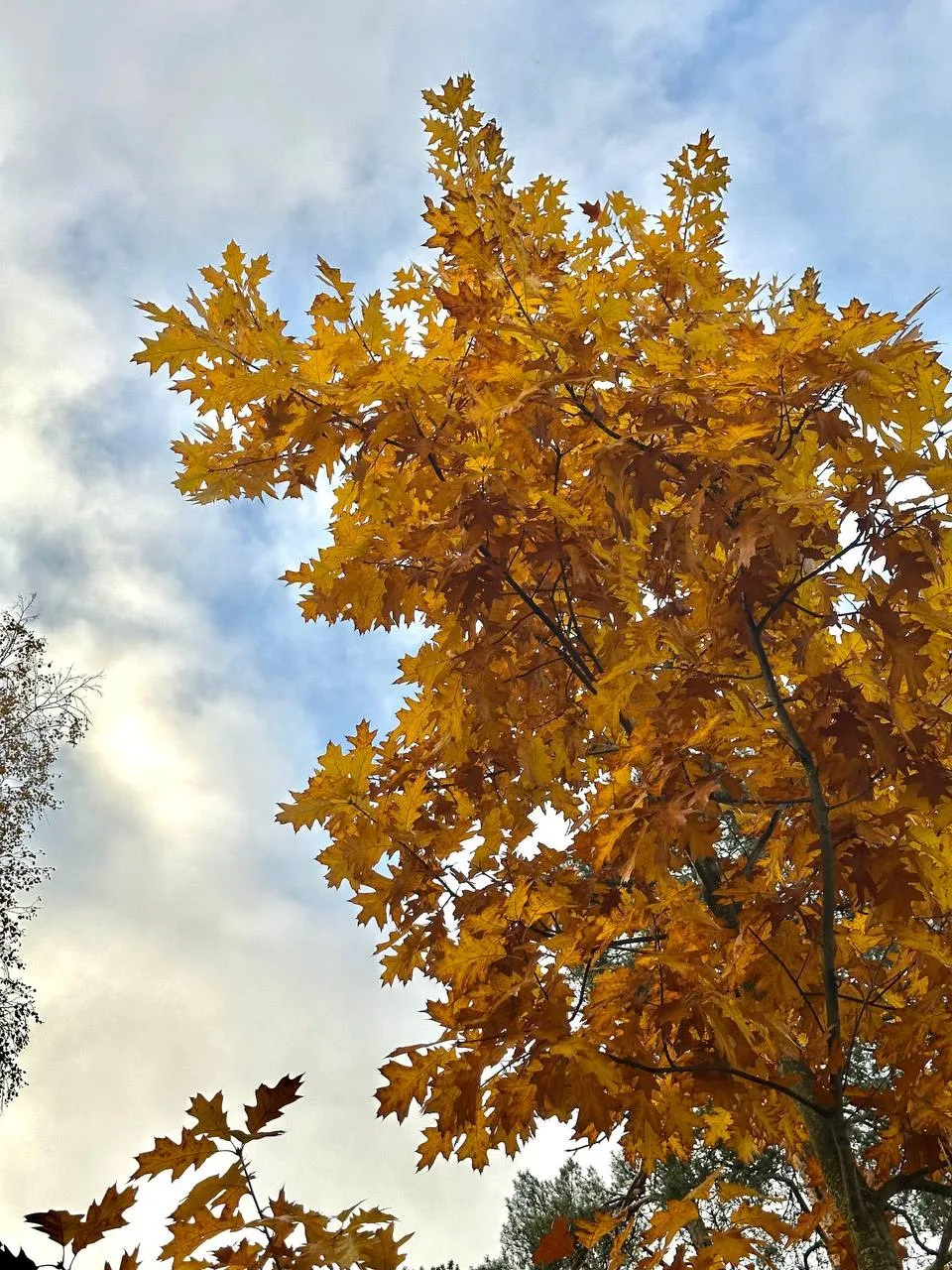 🍂 ПОЧЕМУ ЛИСТЬЯ МЕНЯЮТ ЦВЕТ?