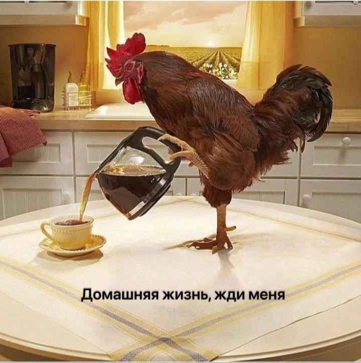 🐓 Суд в РФ признал запрещёнными фото и видео с петушиными боями в соцсетях, квалифицир...