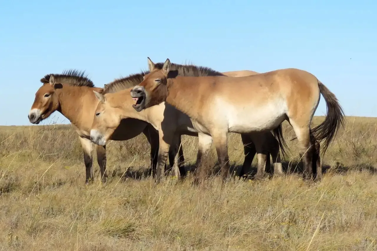 🐎 В Башкирию хотят завезти лошадей Пржевальского из Оренбуржья