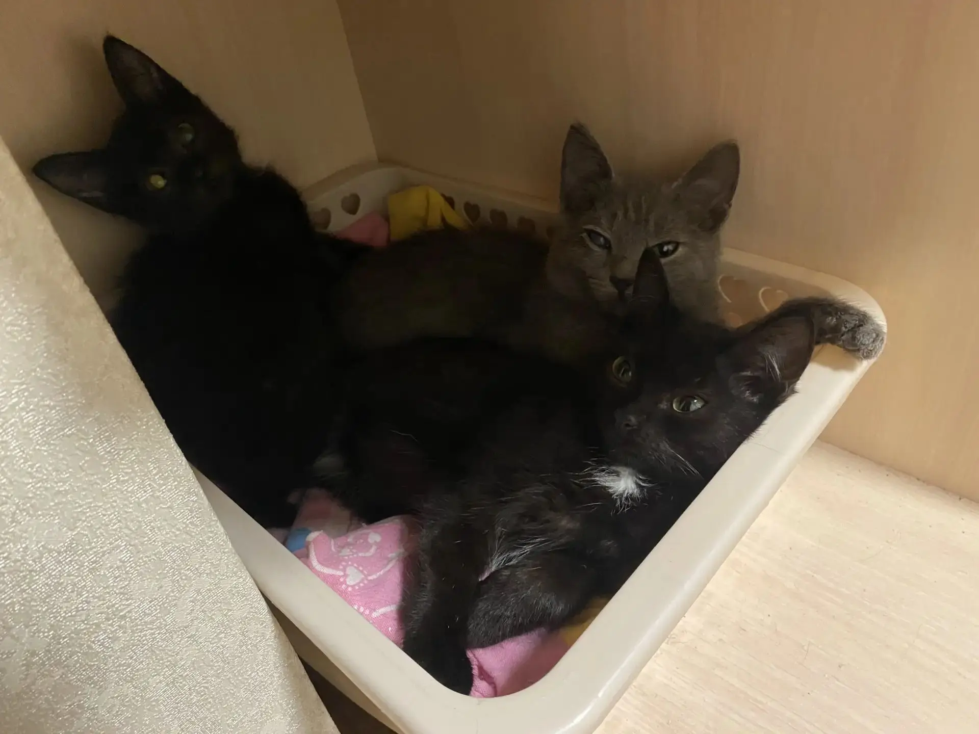 Отдам в добрые руки котят , 4 мес, в лоток ходят, все кушают.Черные девочки, серый маль...