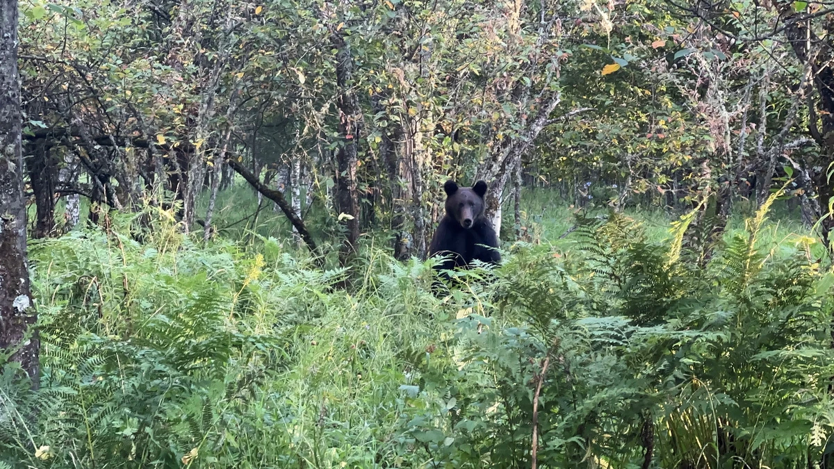 🐻 В районе села Яйлю число медведей сократилось почти в 10 раз