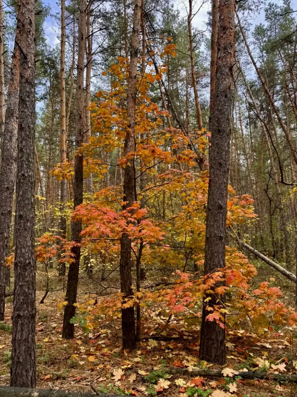 Хорошо и красиво в лесу! 🌳