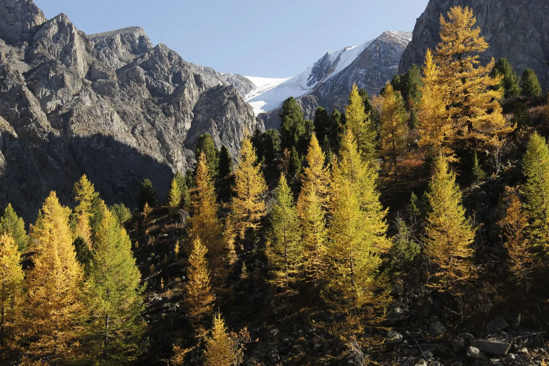 🍁🏔️🍁... Золотые лиственницы - это ежегодное чудо Алтайских гор.️..Словно солнечное н...