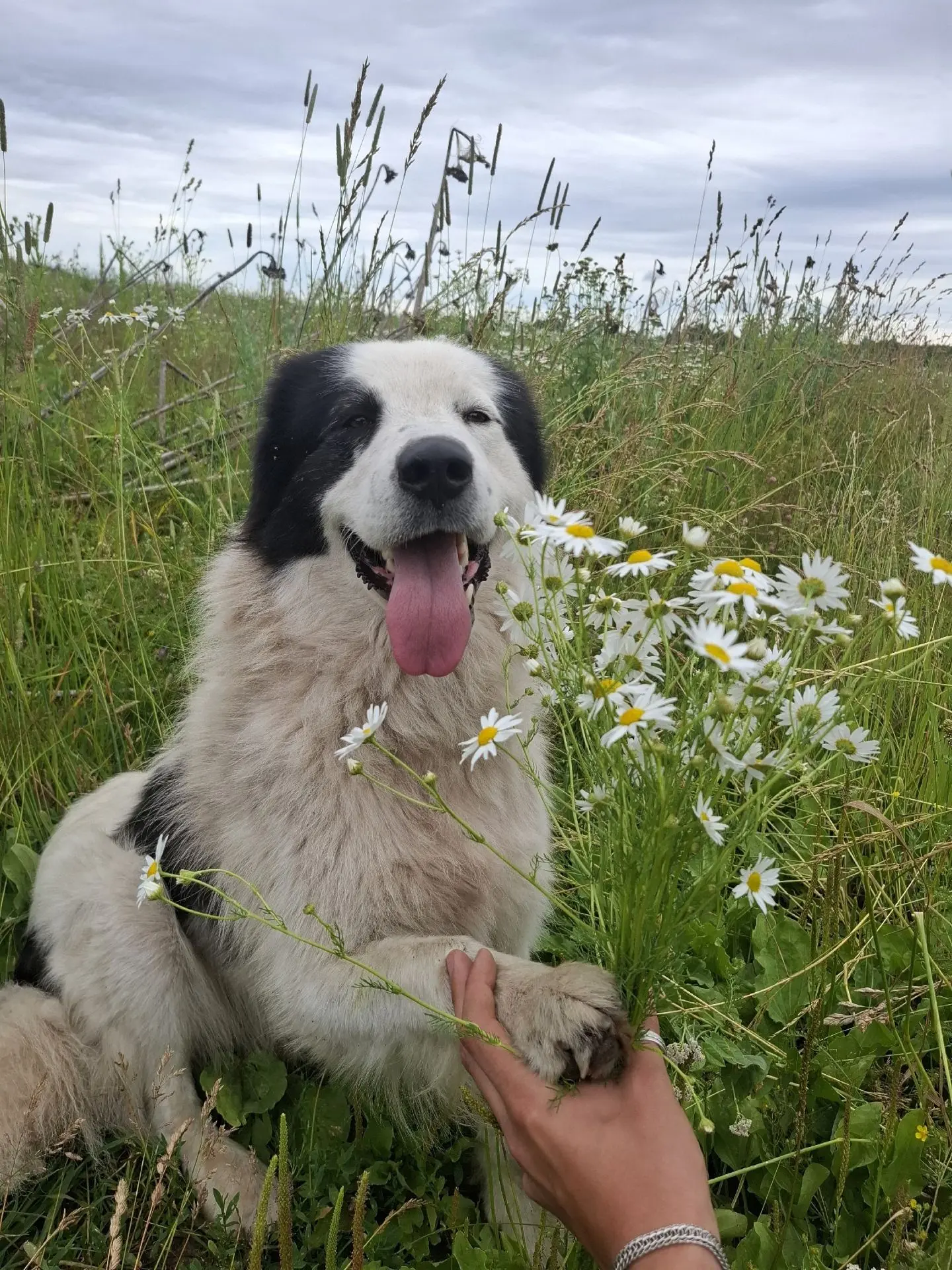 ️❗️🐶ПРОПАЛ ДРУГ🐶❗️