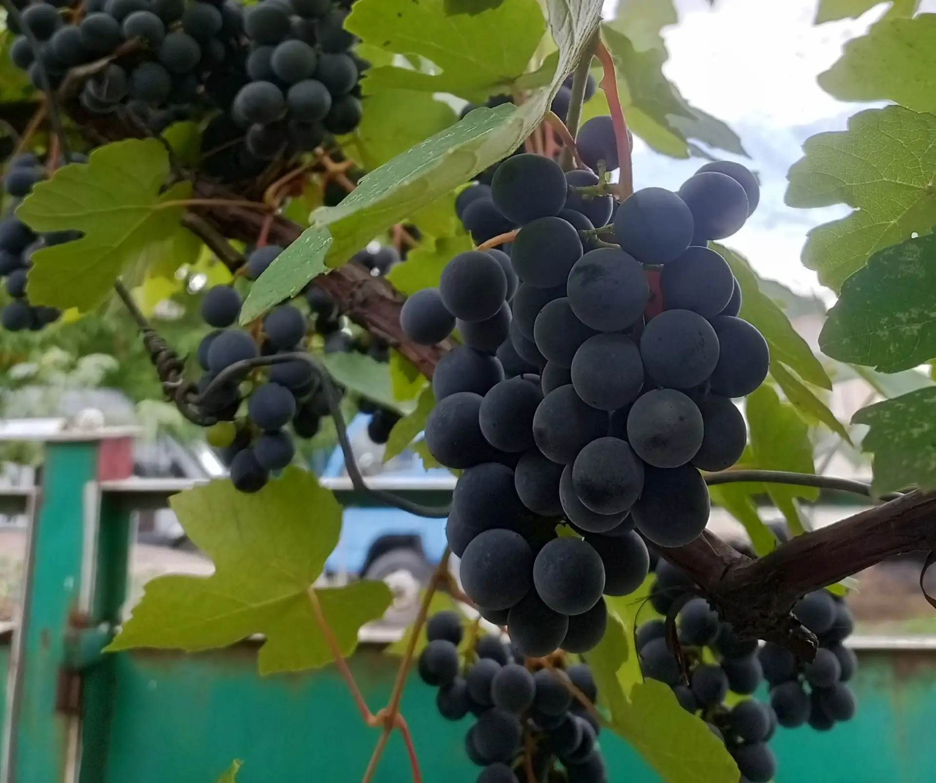 Продам виноград по 70 руб/ кг ,+79493657096