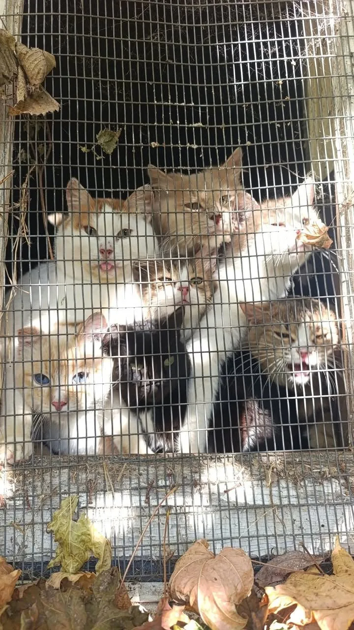 🐱🐶В Татарстане более 70 собак и кошек остались без помощи после смертельного ДТП с их...