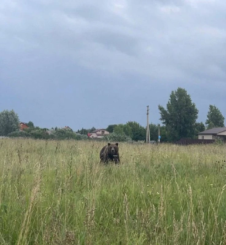 В Колыванском районе заметили медведя возле СНТ