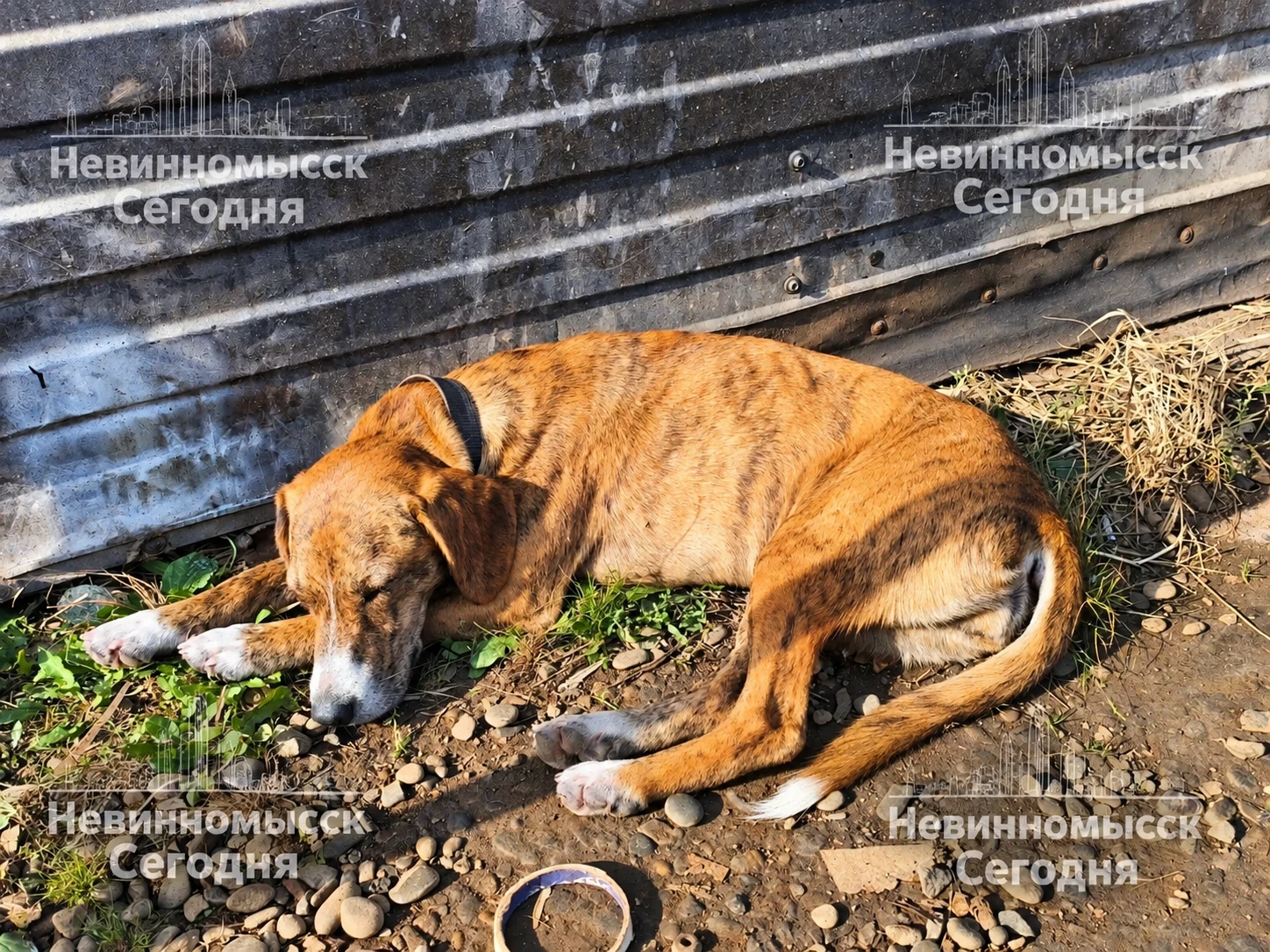 НЕВИНКА, ЧЕЙ РЫЖИЙ ПОТЕРЯЛСЯ?