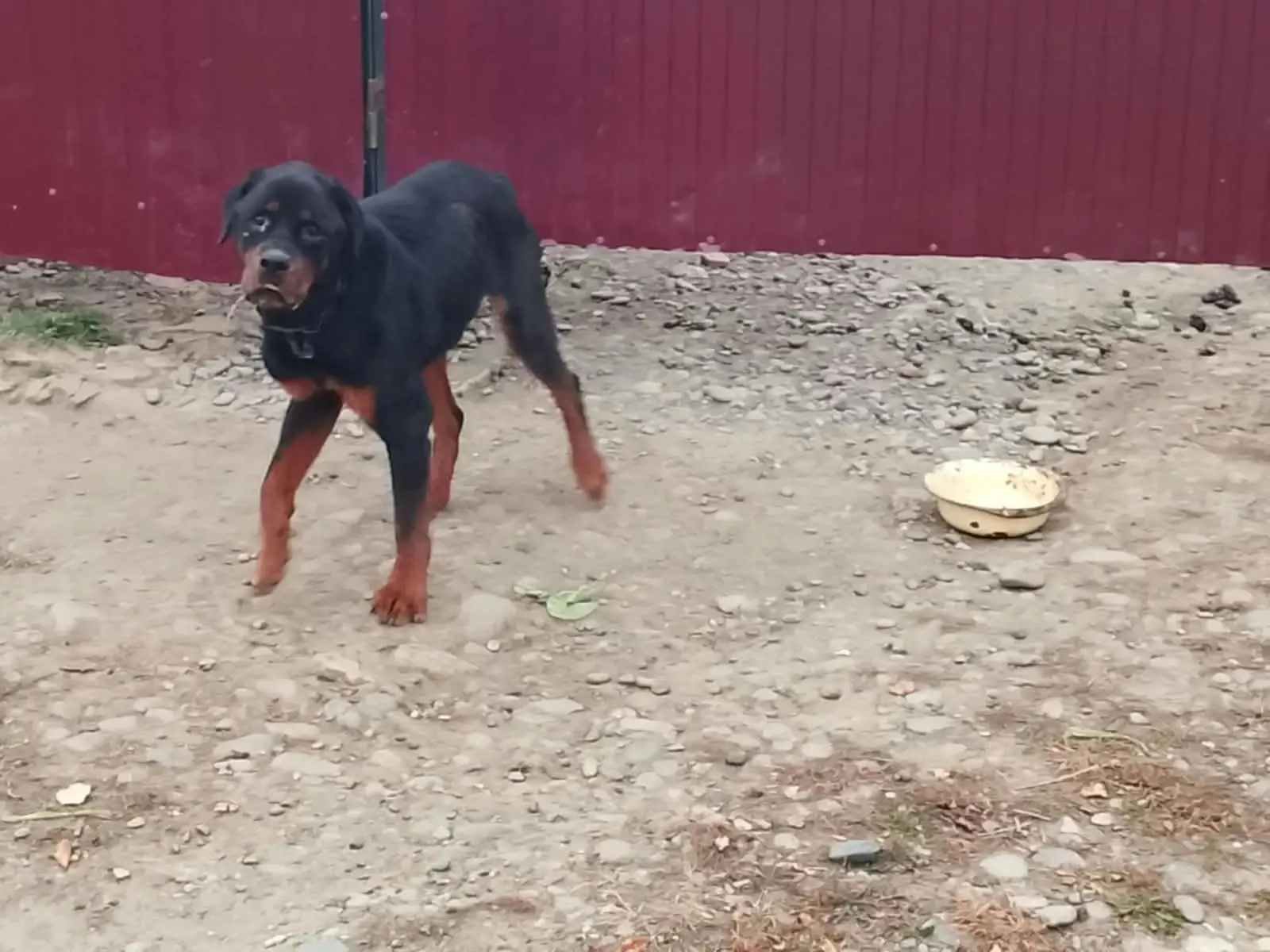Вот такой пёсик ротвейлер живёт на цепи, очень худой😭 Хозяева уехали, бросили его)) Я ...