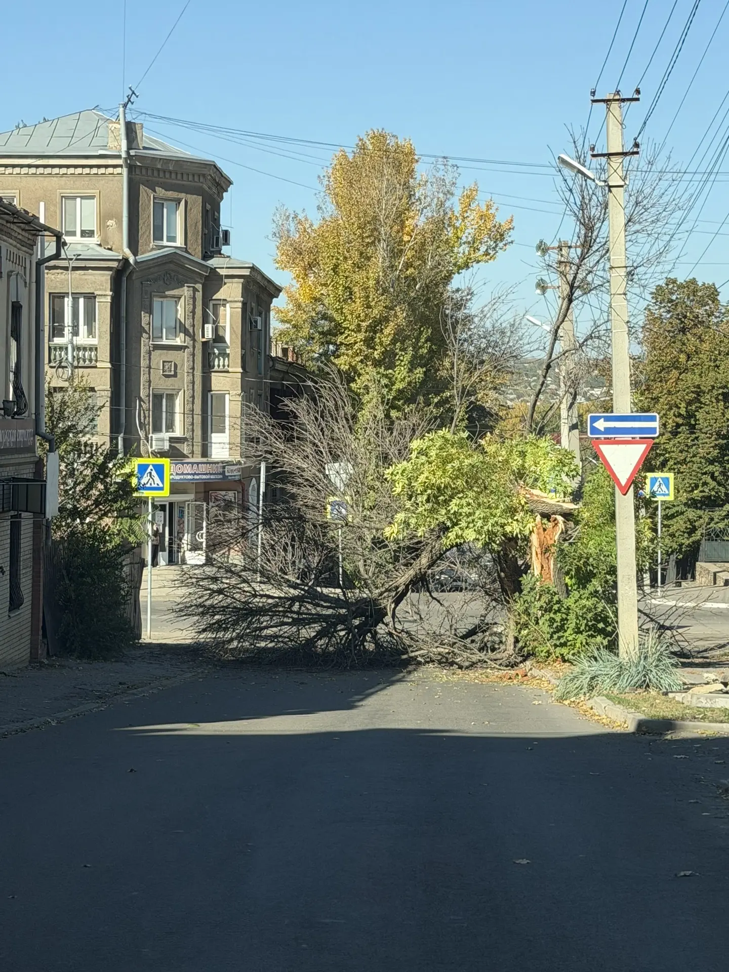 Дерево упало на пересечении ул.Карла Маркса и Шеремета