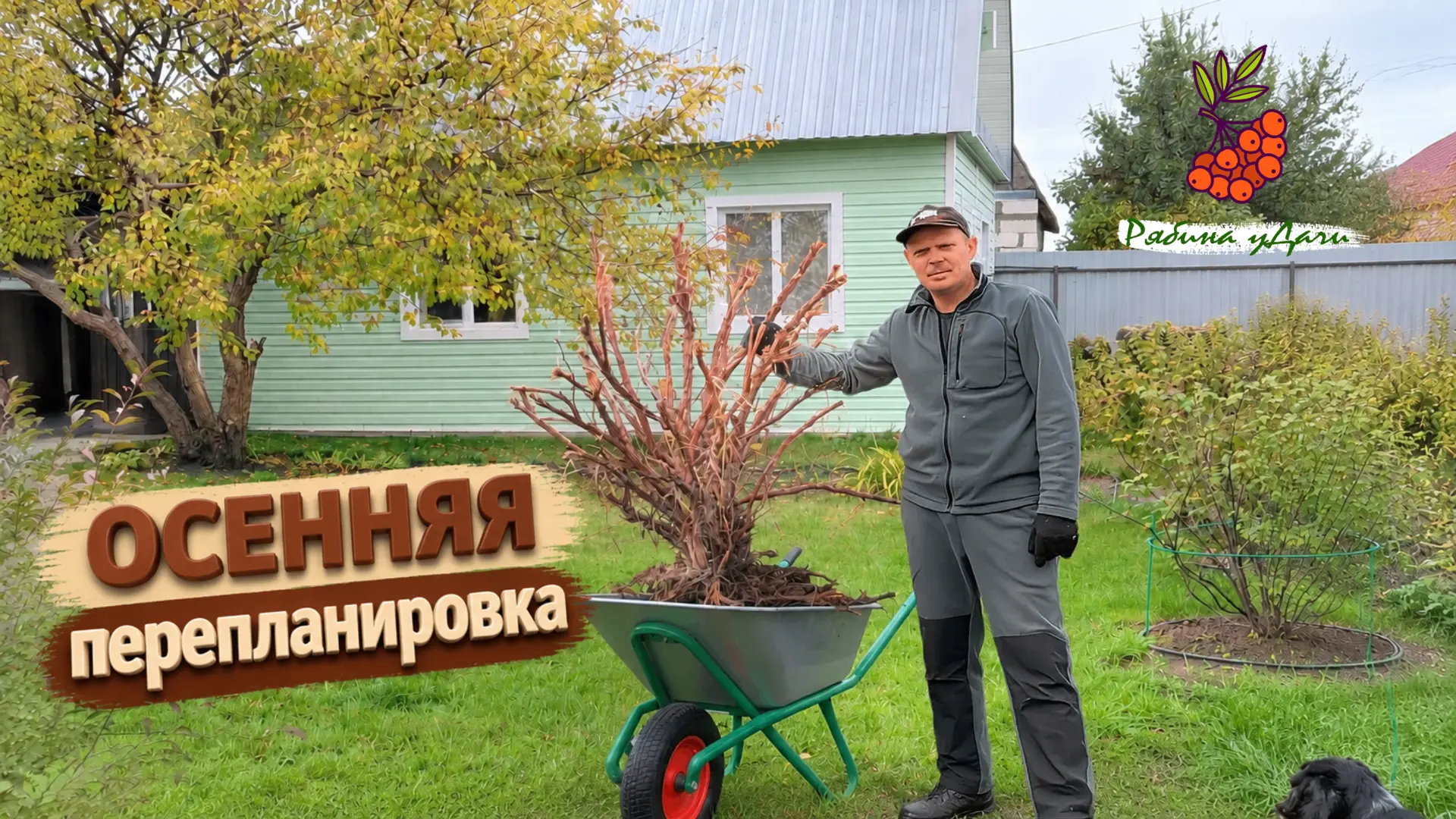 Заморозки лишили урожая малины. Убираем водопровод. Жимолость под замену