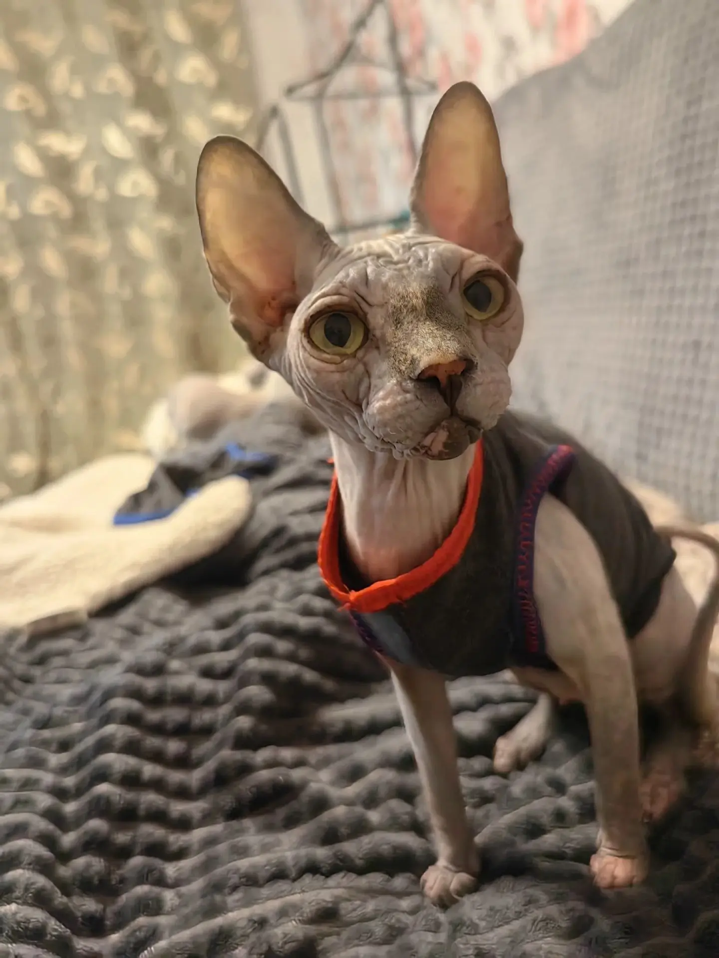 Кошечка сфинкс ищет кота  сфинкса для встречи на 2-3 дня.😻😻 тел.+79870729123