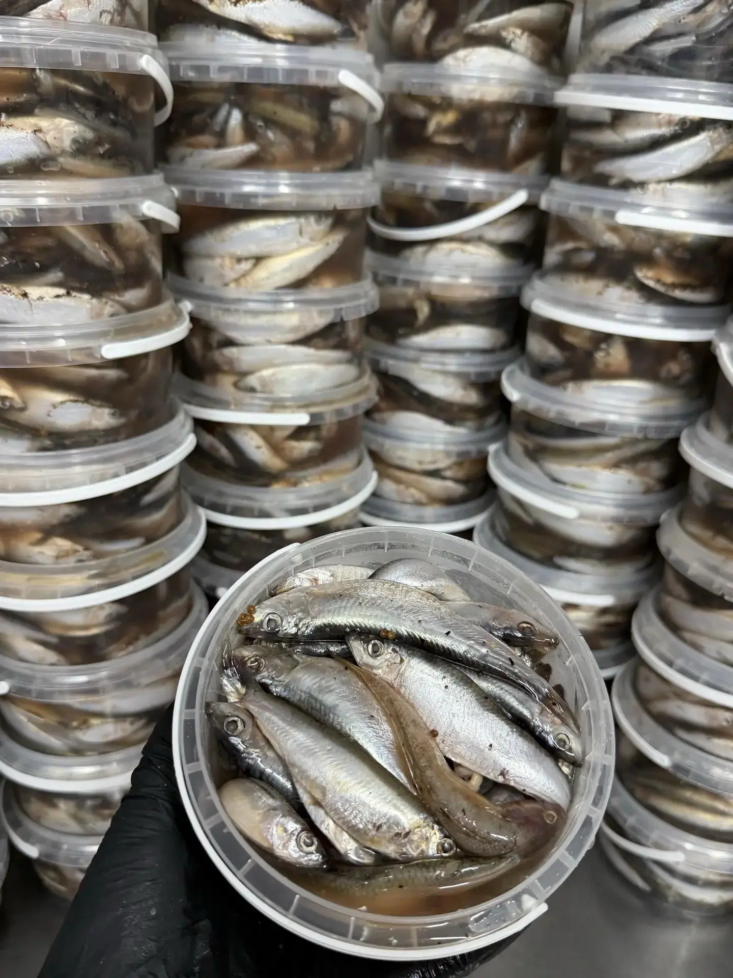 🐟 ОТКРЫВАЕМ СЕЗОН КИЛЬКИ!