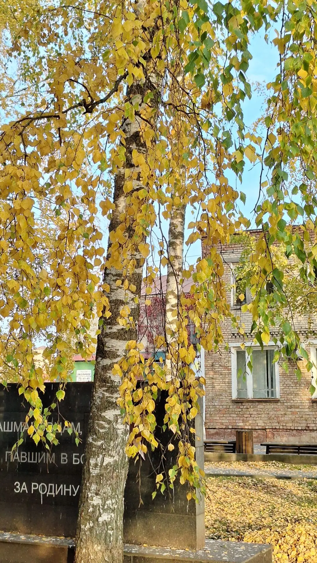 🍂 Листья жёлтые над городом кружатся
