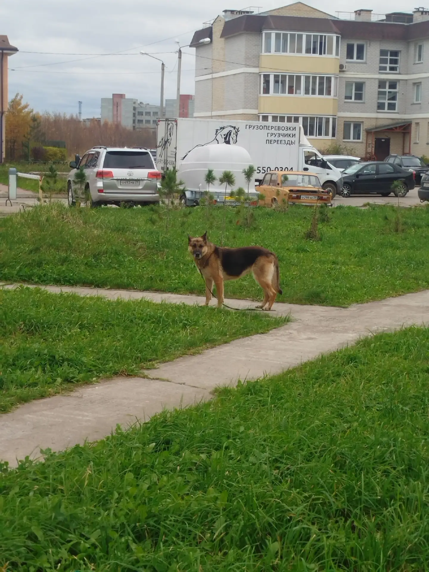Овчарка девочка живет в мусорке на Островского 12 уже дней пять. На ошейнике перегрызен...
