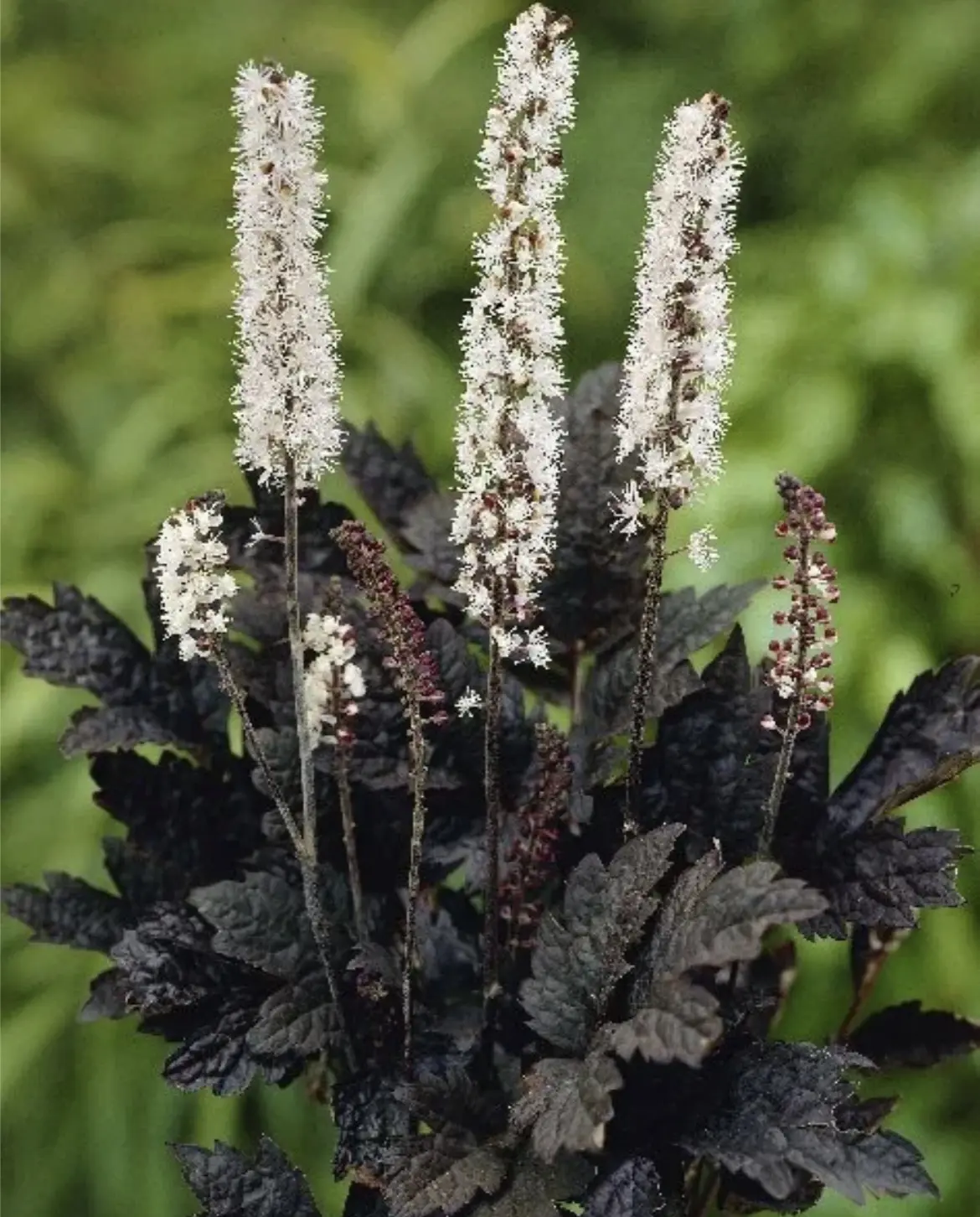 🌿Клопогон “Black Beauty”