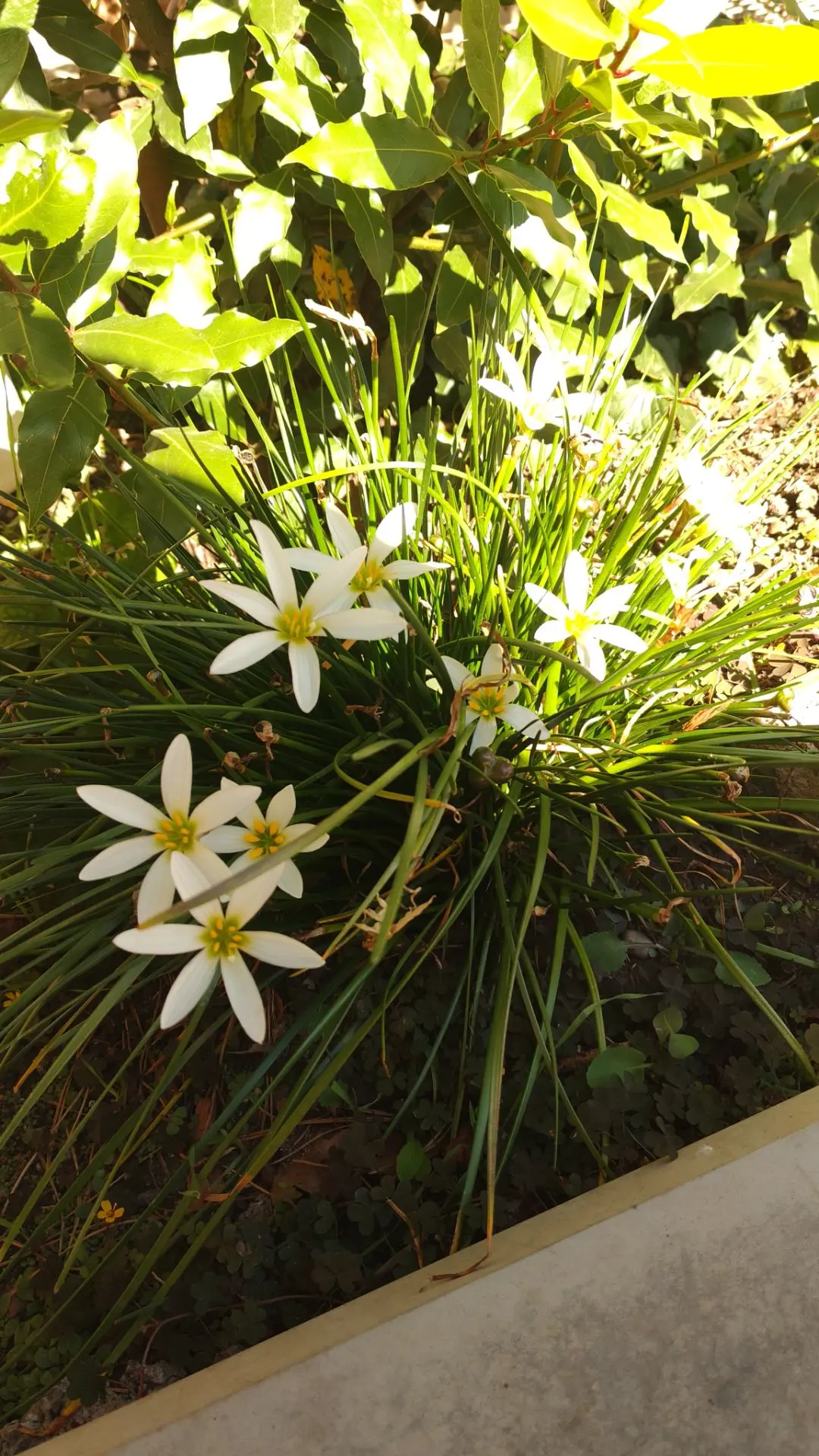 Осенняя цветотерапия ☀️🌸
