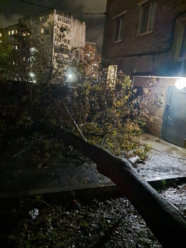 📰 На Сафонова, 34 во Владивостоке рухнуло дерево