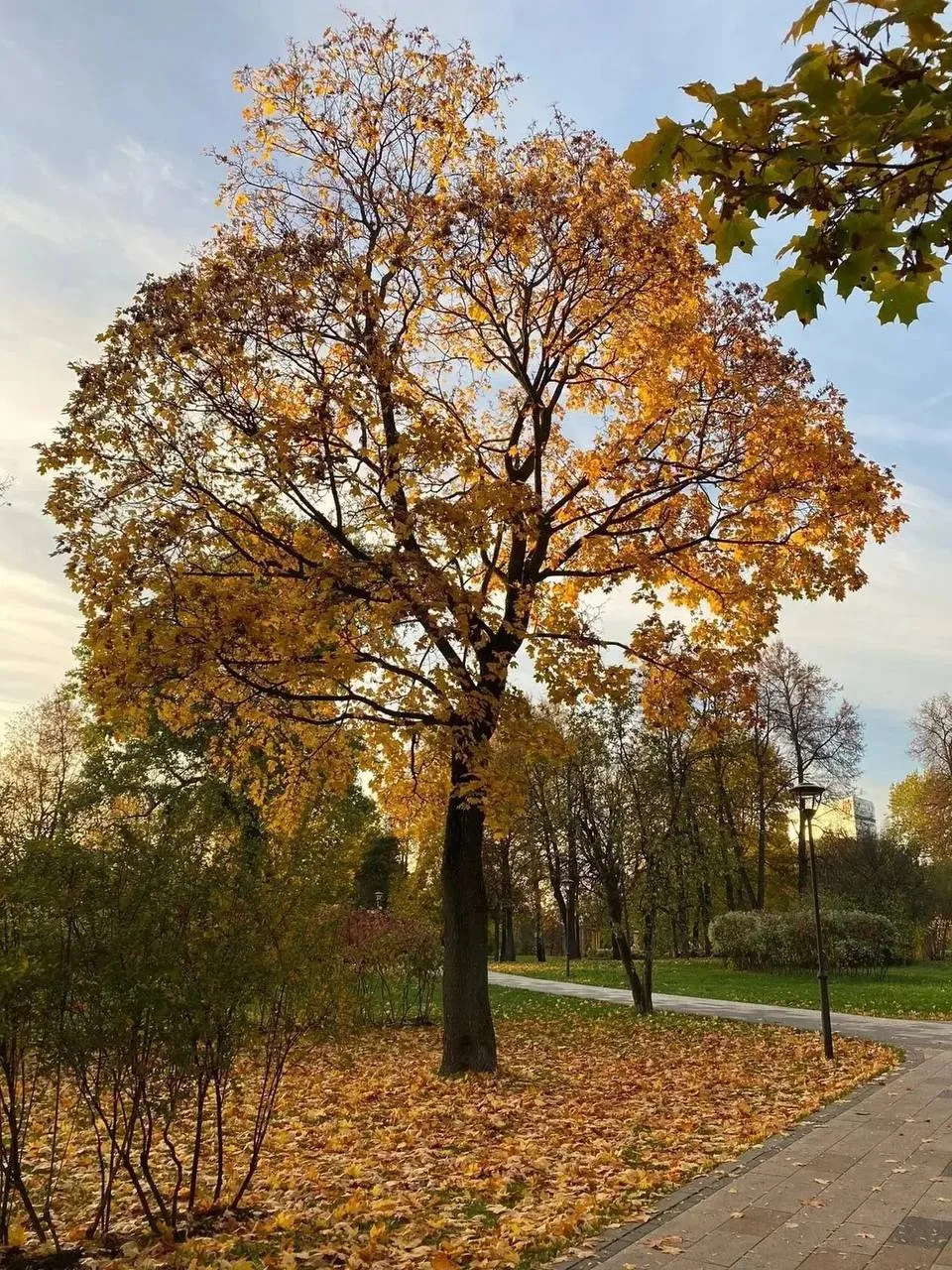 🍂На улице настоящая золотая осень! Как же уютно и красиво!🍂