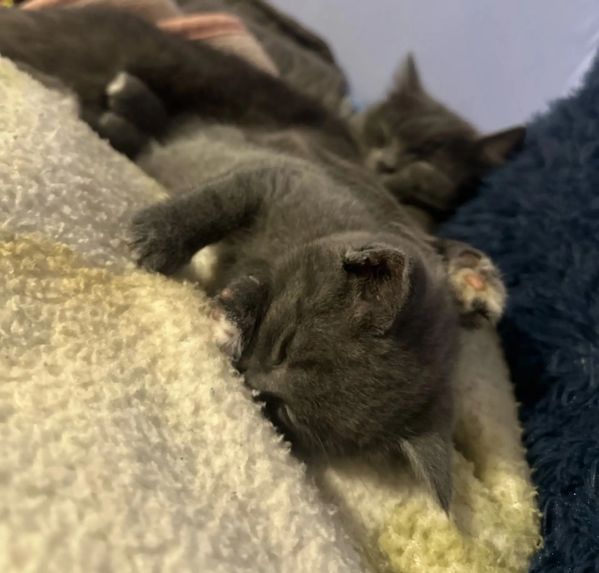 Отдам котенка [девочка] в добрые руки🐱, родилась в сентябре 🍂