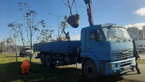 🌳 В Самаре начали осеннюю посадку деревьев — на Московском шоссе высадили первые 11 ка...