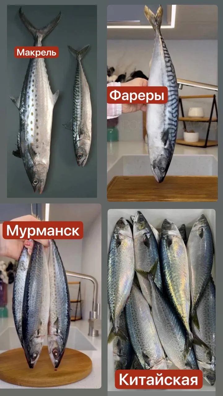 Друзья, стали часто приходить вопросы про резкий рост цен 📈 на скумбрию.