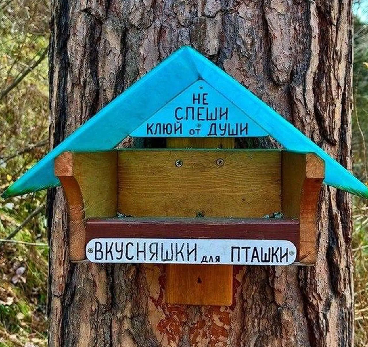🐦‍⬛️«Вкусняшки для пташки»: москвичка собрала 7 самых необычных скворечников в парках ...