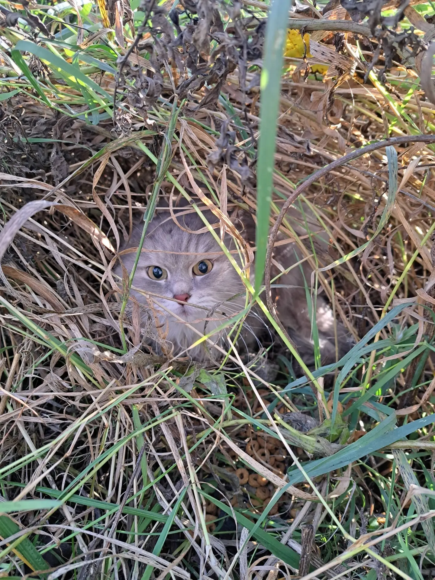 Замечена кошка /кот, серый окрас (Екатеринбург, Академический)