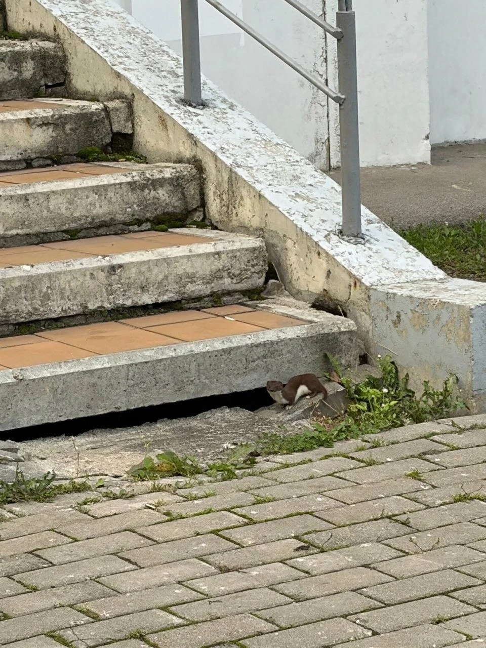 Ласка в соседнем Дрожжино.
