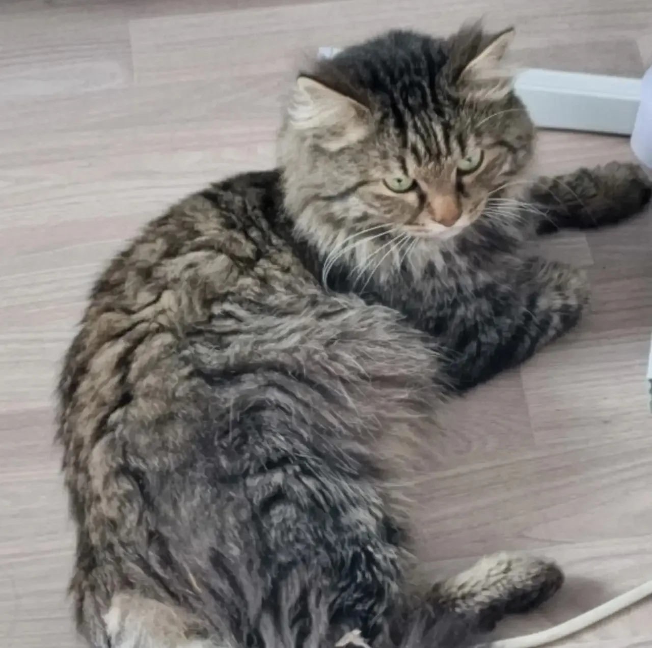 🐾 Здравствуйте, потерялся кот, по кличке Игорь. Ушёл во вторник гулять из дома на ул. ...