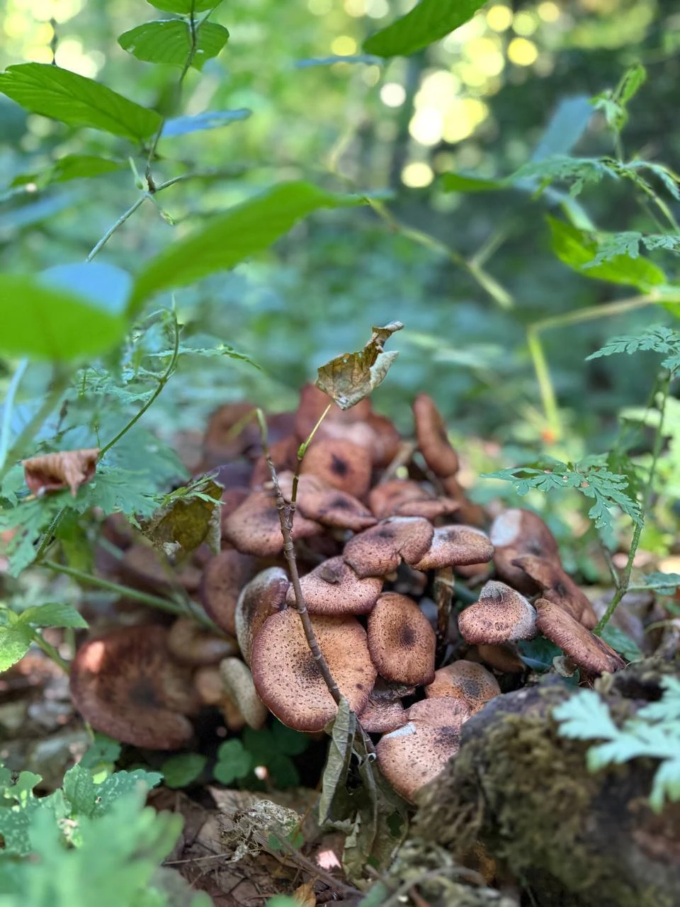 🍄‍🟫 В горах Сочи продолжается грибной сезон