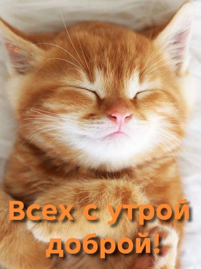 Котаны • подписаться