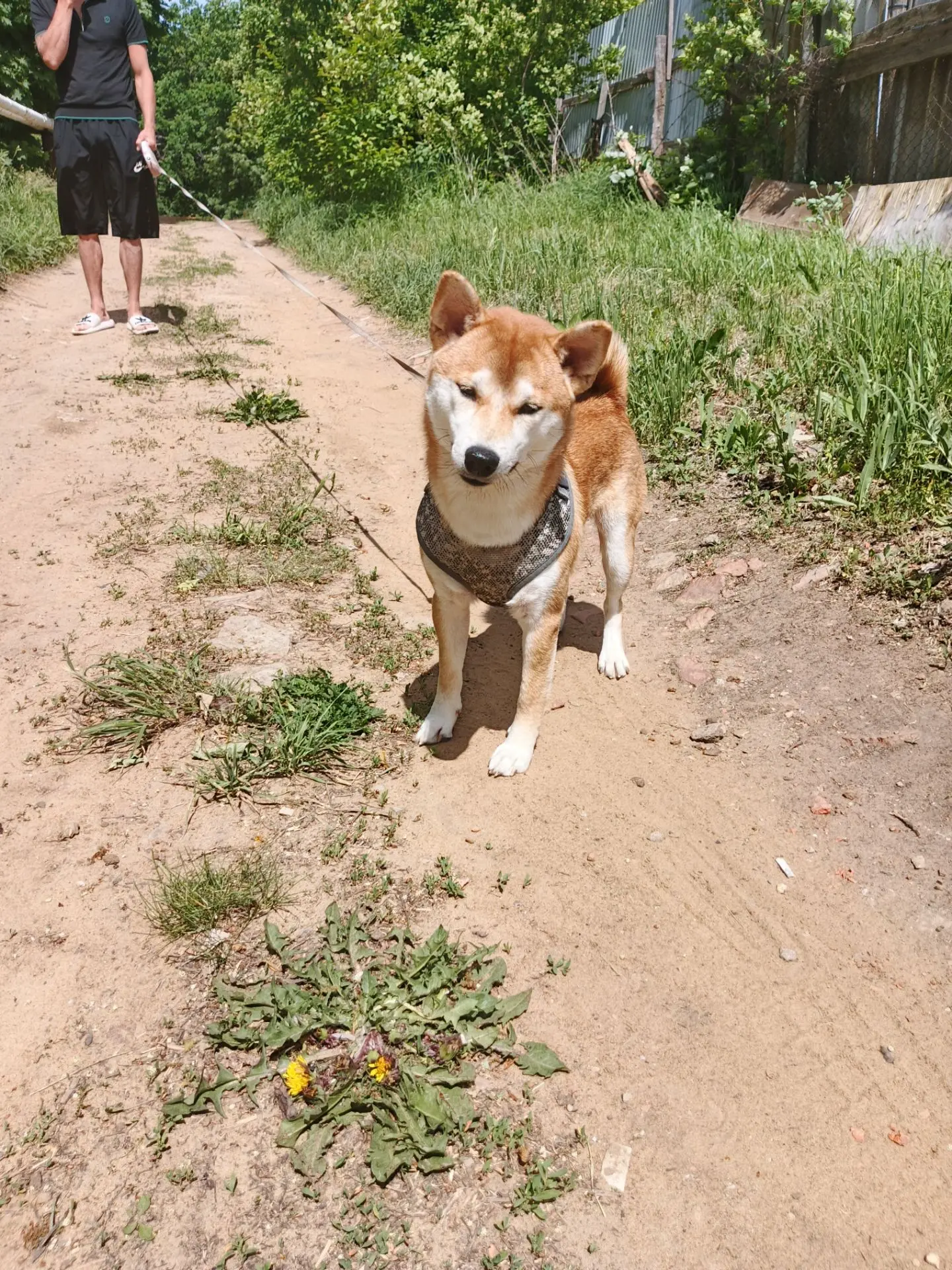 Красавец Бук🐶